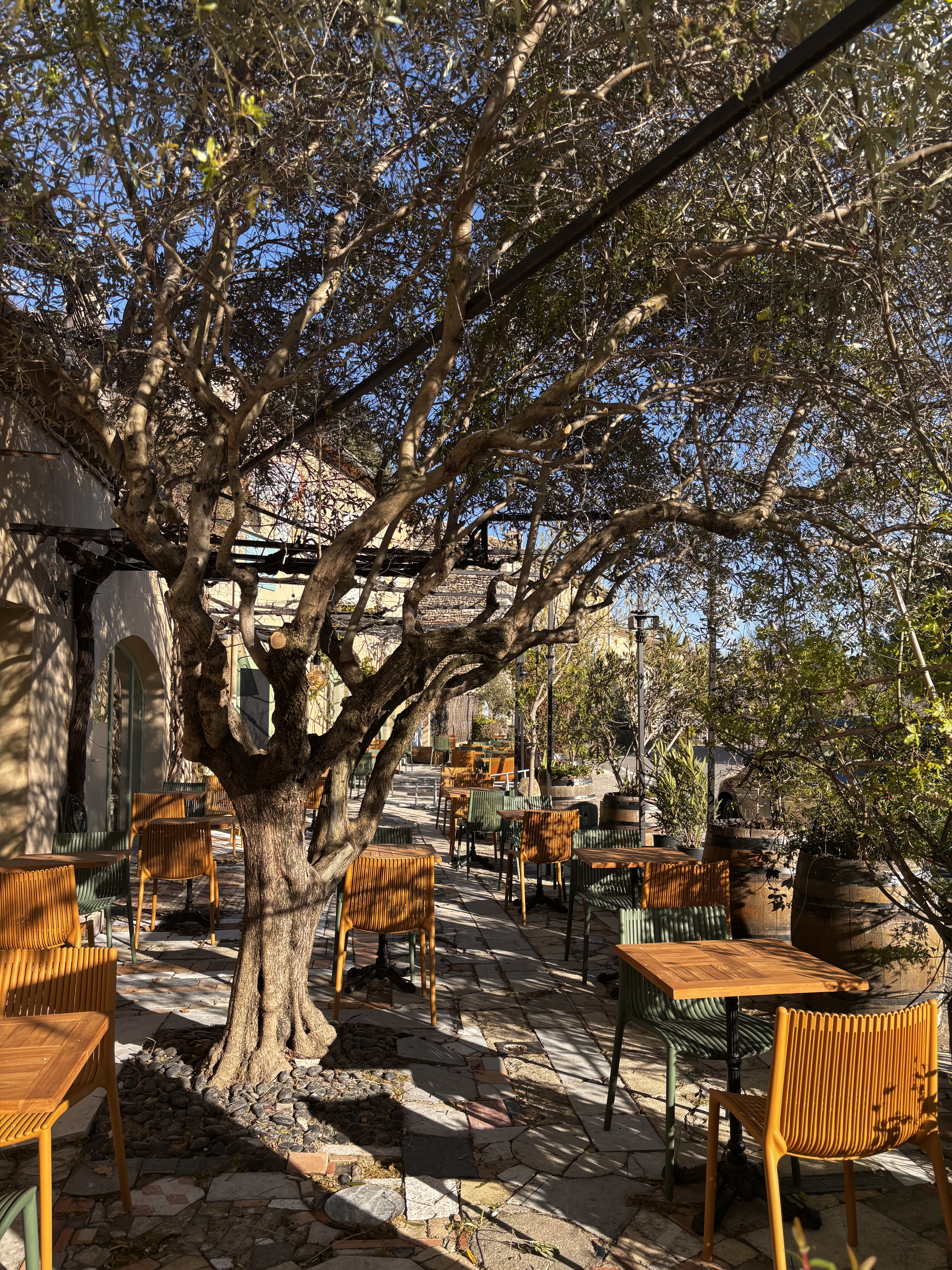 La terrasse sous l'olivier centenaire